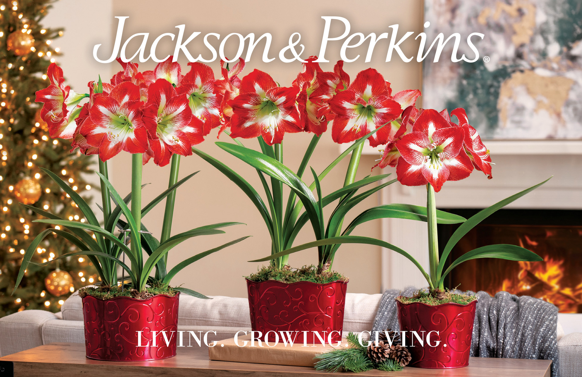 Jackson & Perkins Jackson and Perkins Holiday 2021 Lookbook Page 23
