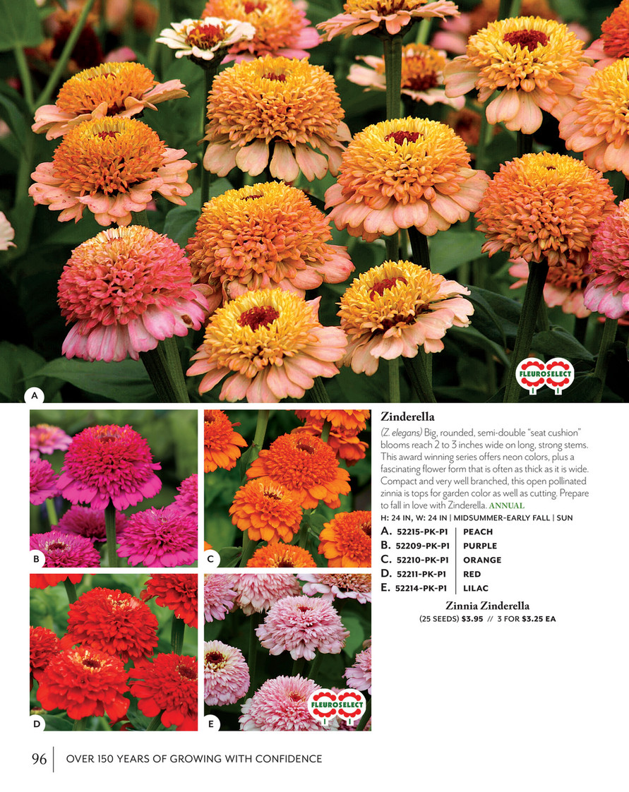 Park Seed Parkseed Big Seed 2021 Zinderella Purple Zinnia Seeds