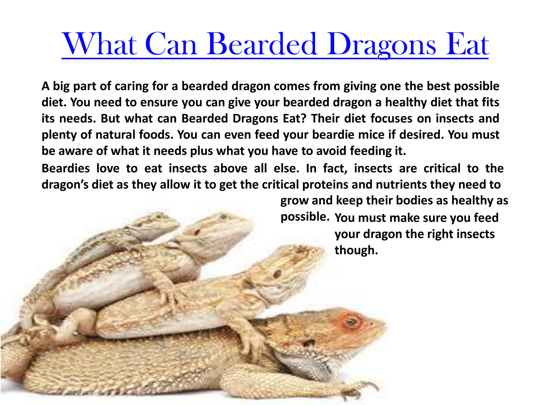 what eats a bearded dragon