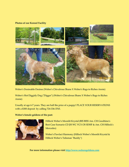 Hillock goldens hot sale price