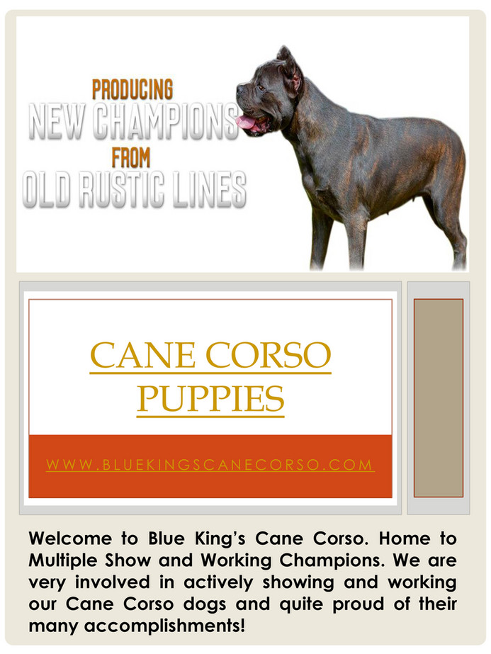 Cane Corso Breeder Cane Corso Puppy Page 10 Created With Publitas Com