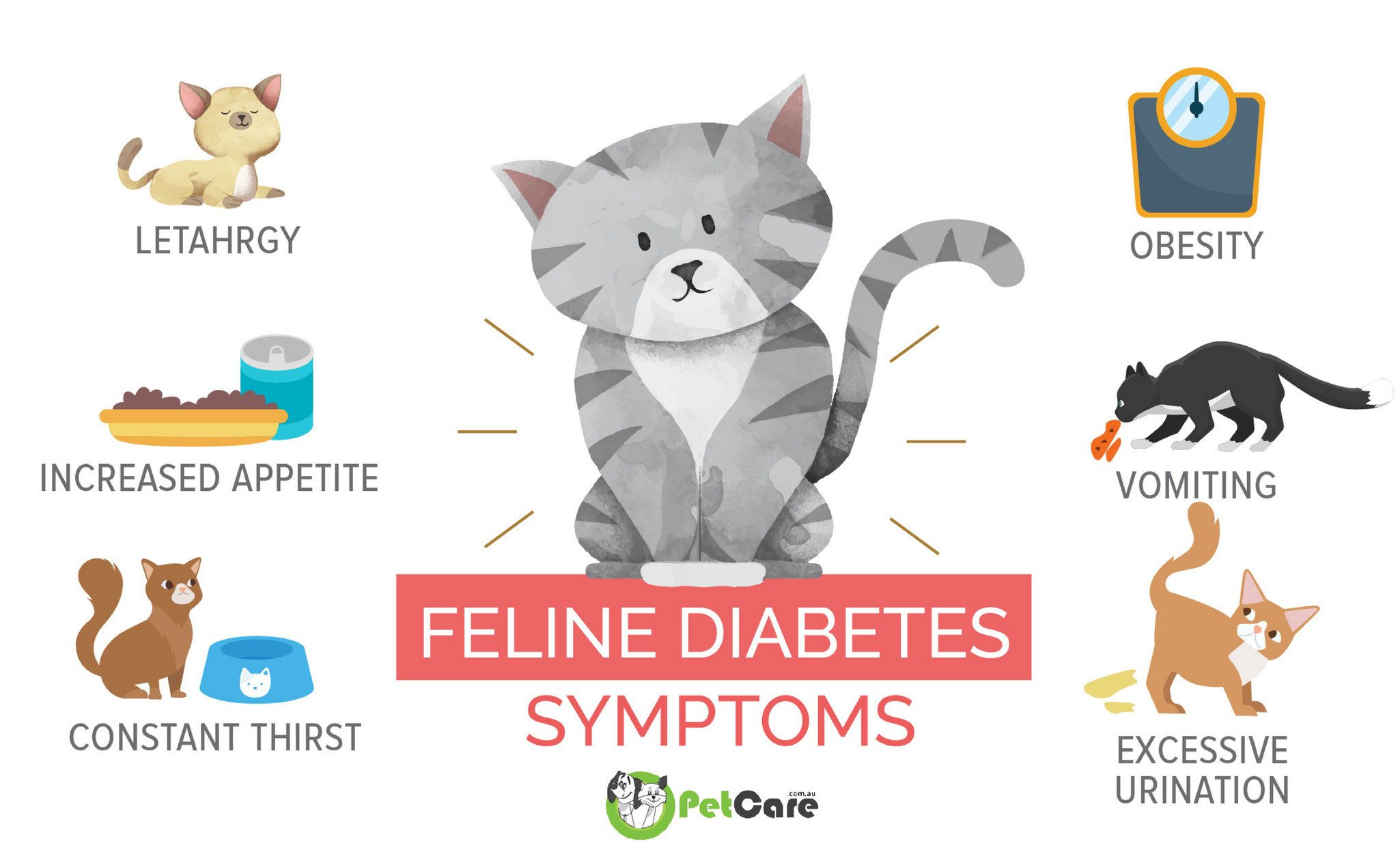 my-publications-diabetes-in-cats-infographic-page-1-created-with