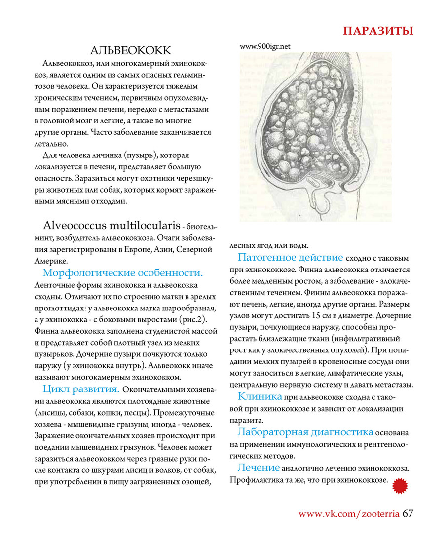 Паразитарные поражения печени (эхинококкоз, альвеококкоз) в Новосибирске | Претор