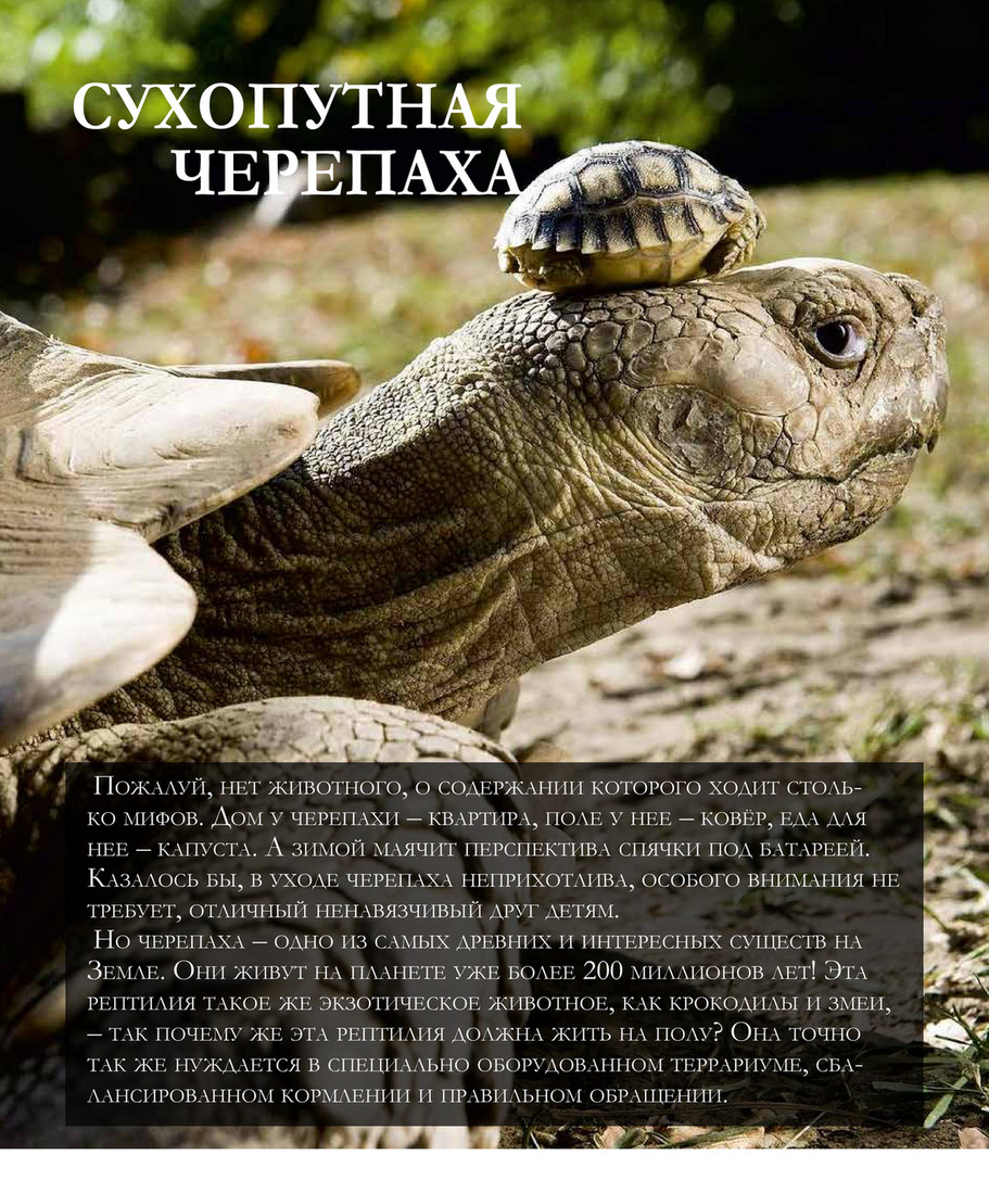 ZOOTERRIA media - ZOOTERRIA #3 - Страница 38-39 - Created with @Publitas