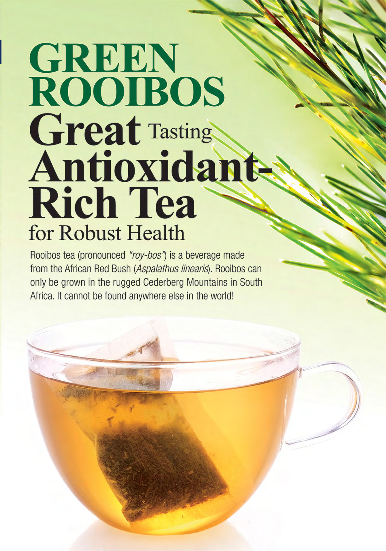 rooibos