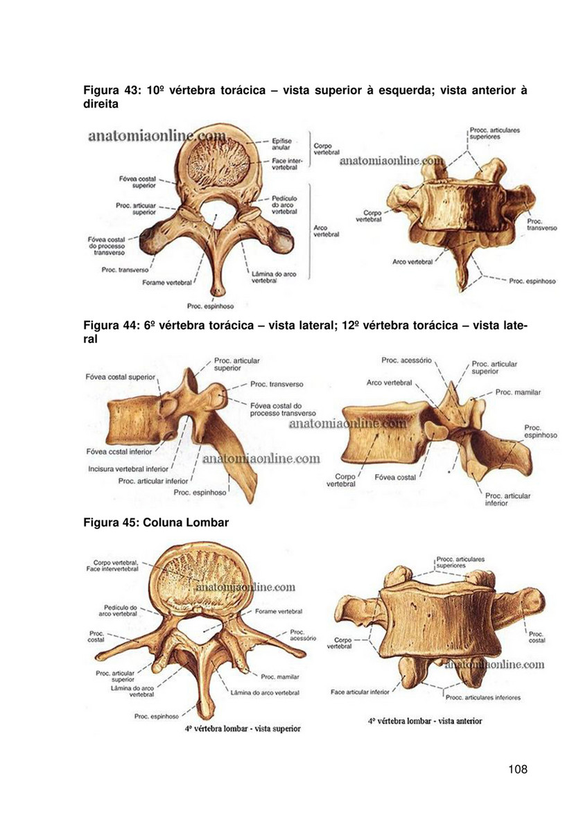 vértebras torácicas vista lateral