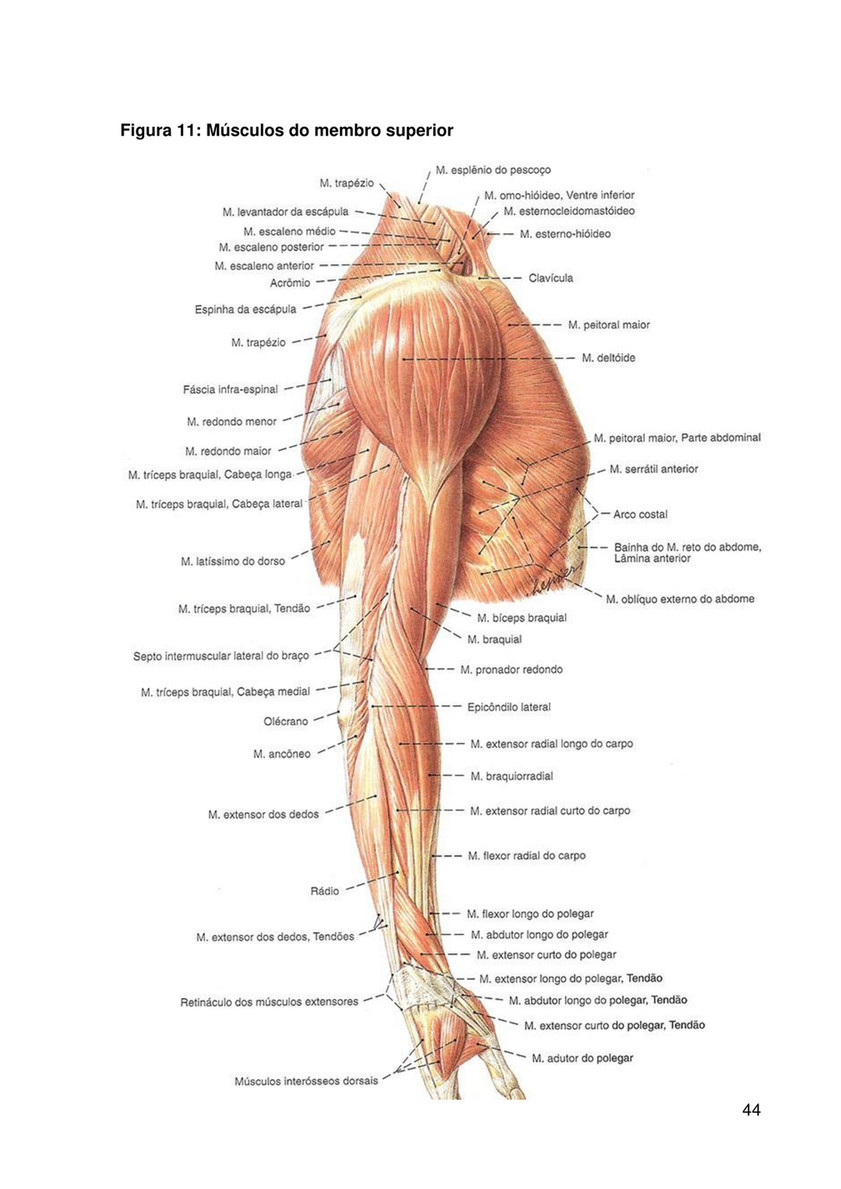 ANATOMIA DO APARELHO LOCOMOTOR - Faculdade Santa Rita