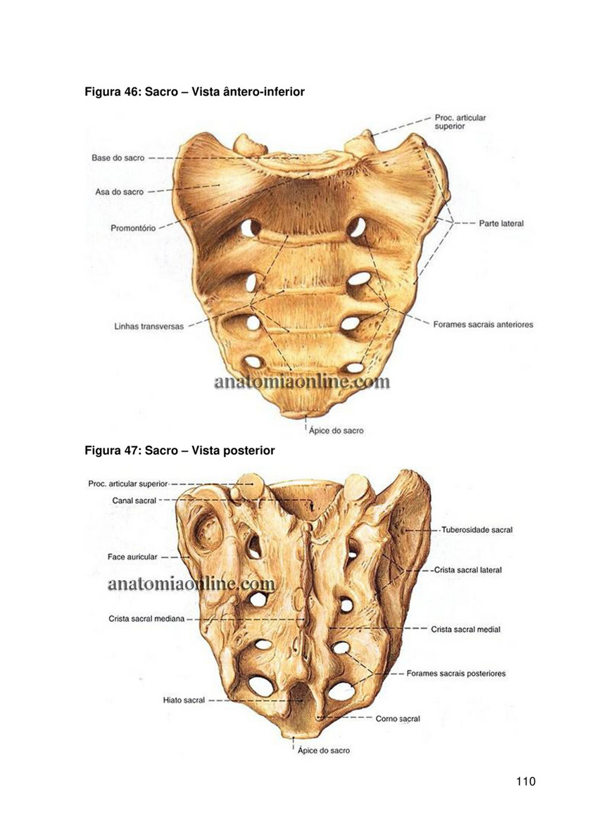 sacro vista posterior