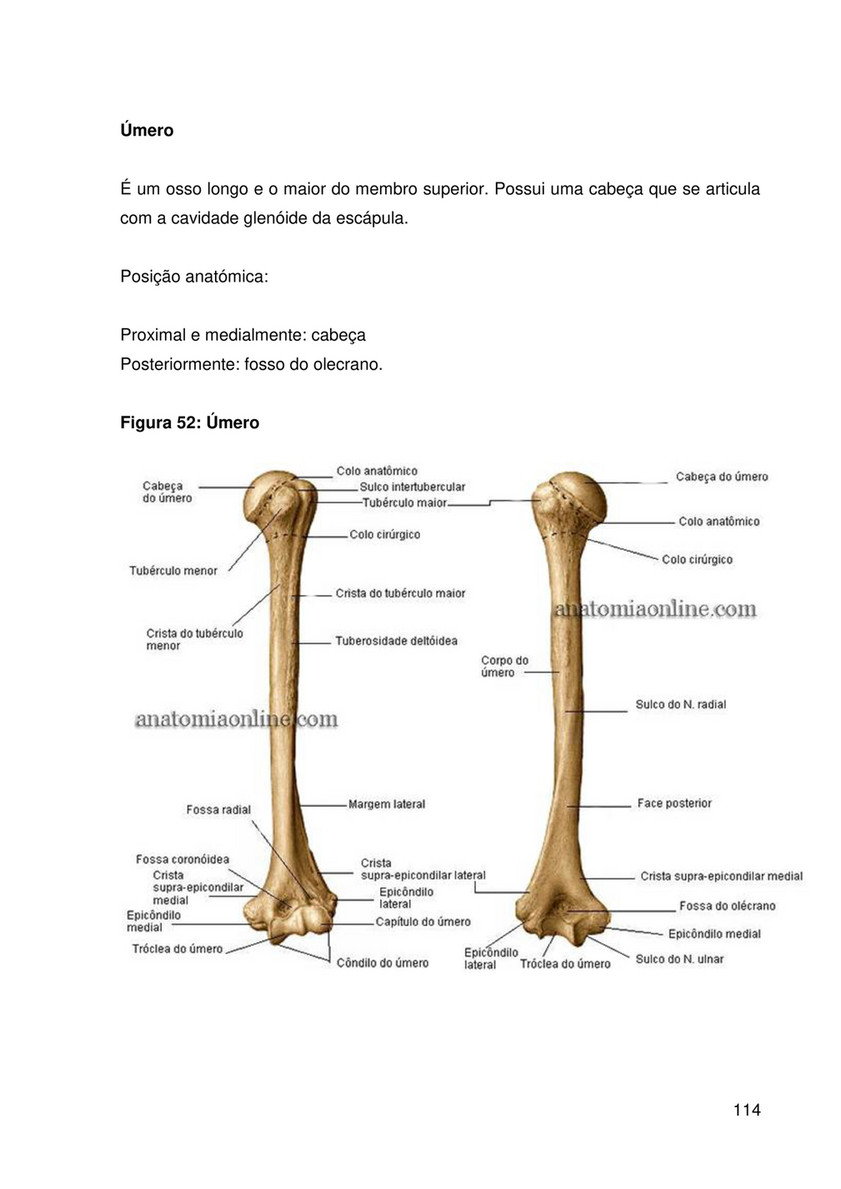 ANATOMIA DO APARELHO LOCOMOTOR - Faculdade Santa Rita