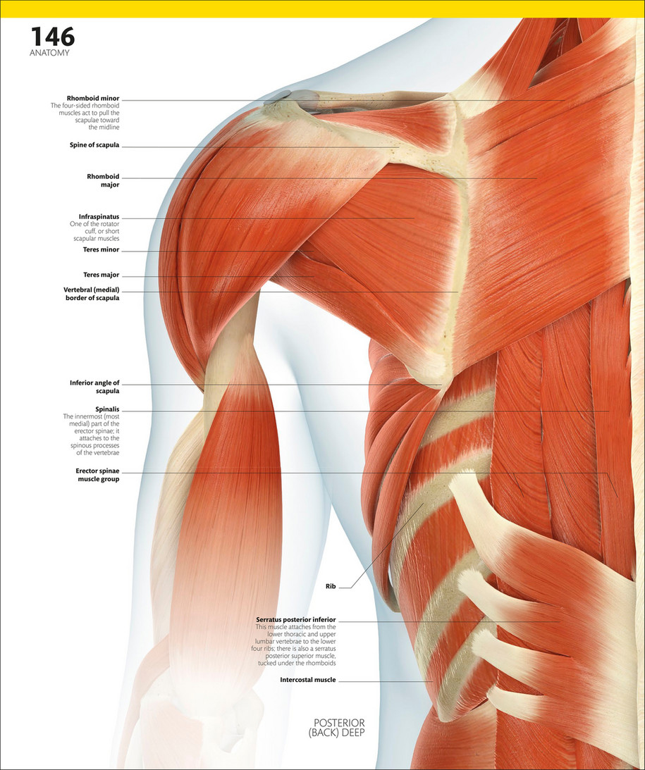 Muscles Behind Ribs In Back