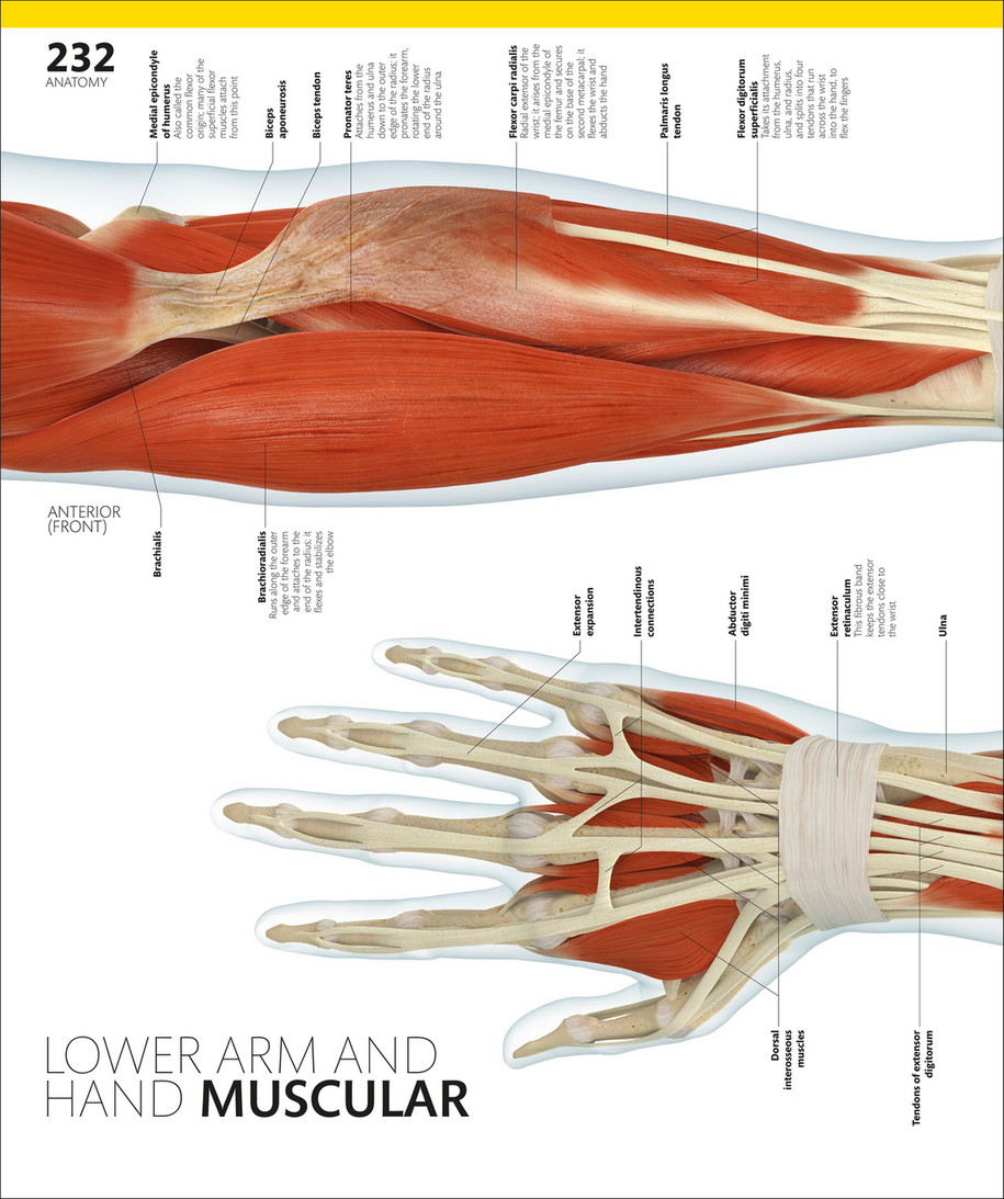Forearm Rotation Tendon Diagram Of Forearm Muscles And Tendons