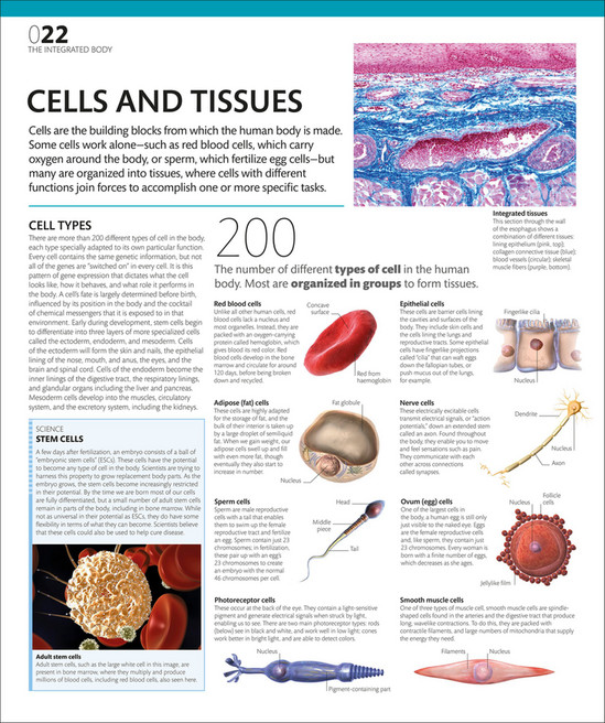 Libraria Online - The Complete Human Body- The Definitive Visual Guide ...