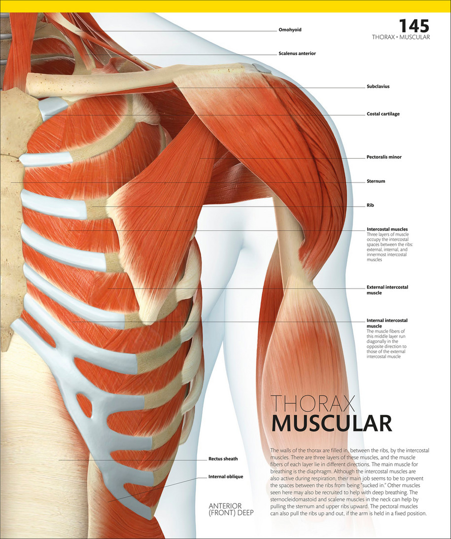 innermost intercostal muscle cadaver