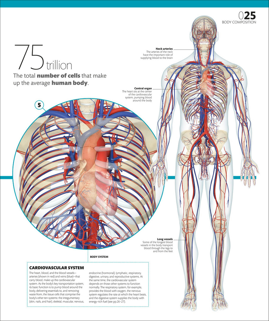 Libraria Online - The Complete Human Body- The Definitive Visual Guide, 2nd  Edition - K TORO - Page 28-29 - Created with 