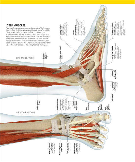 Libraria Online - The Complete Human Body- The Definitive Visual Guide ...