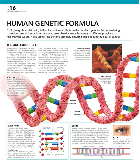 Base Humens Libraria Online - The Complete Human Body- The Definitive Visual Guide ...