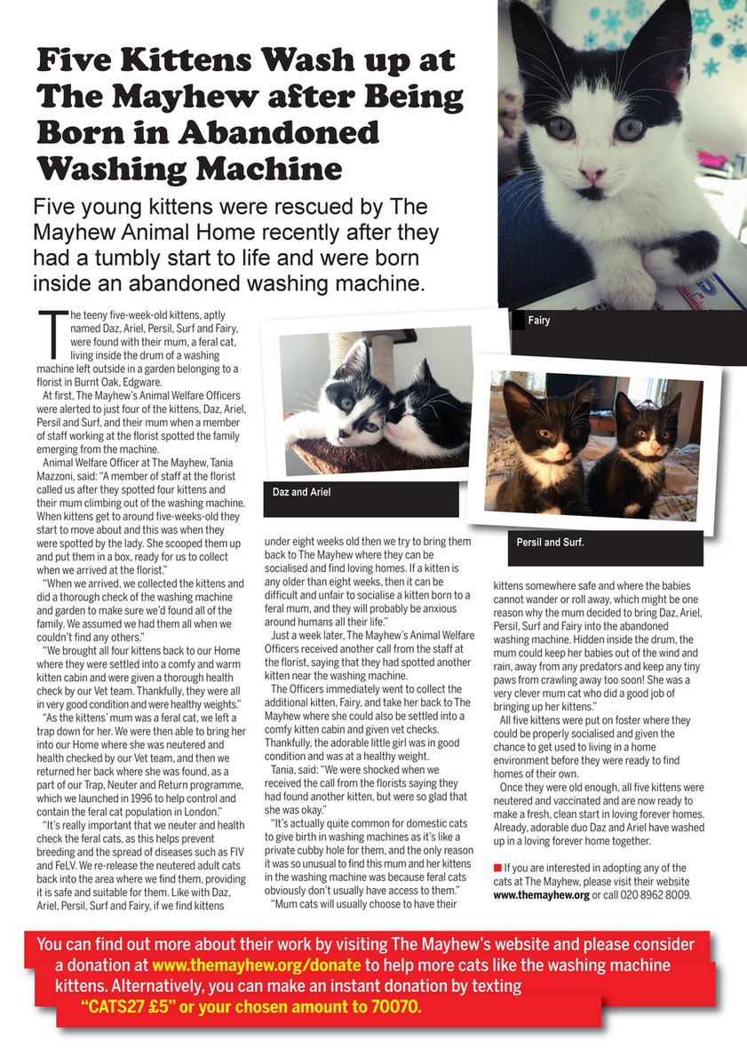 mayhew cats for adoption