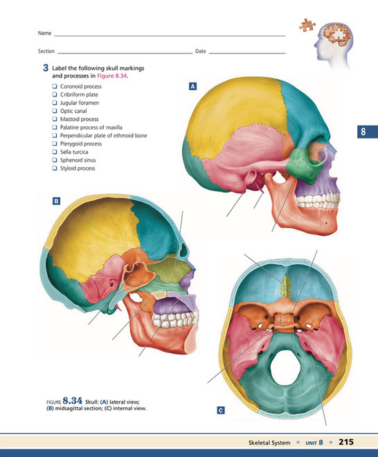 Process Bony Prominence My publications - Exploring Anatomy & Physiology in the Laboratory 3rd ...