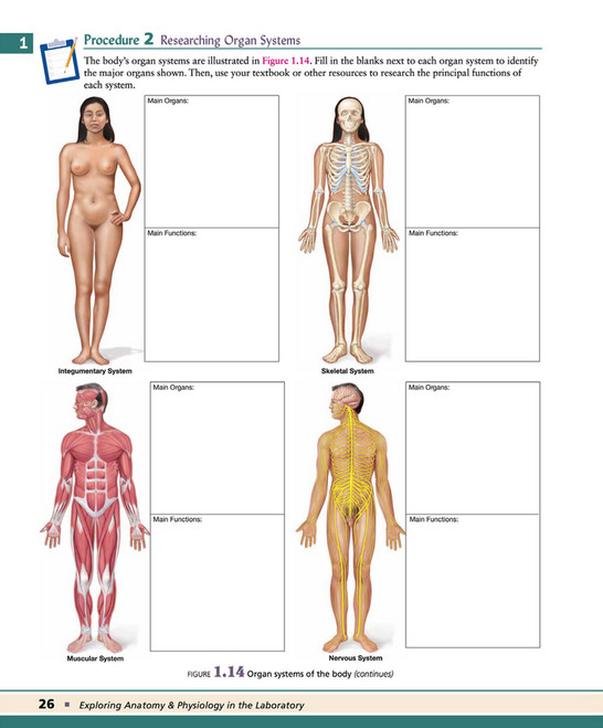 Organ Systems Overview Lab My publications - Exploring Anatomy & Physiology in the Laboratory 3rd ...