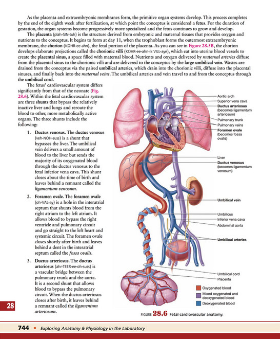Conceptus Structures My publications - Exploring Anatomy & Physiology in the Laboratory 3rd ...