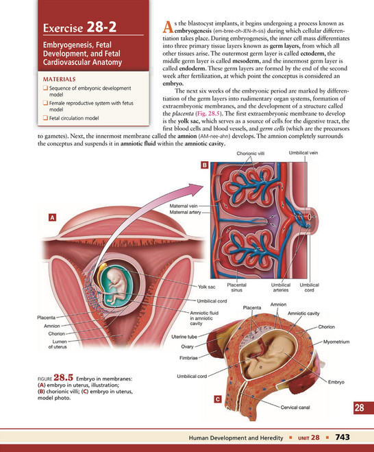 Conceptus Structures My publications - Exploring Anatomy & Physiology in the Laboratory 3rd ...