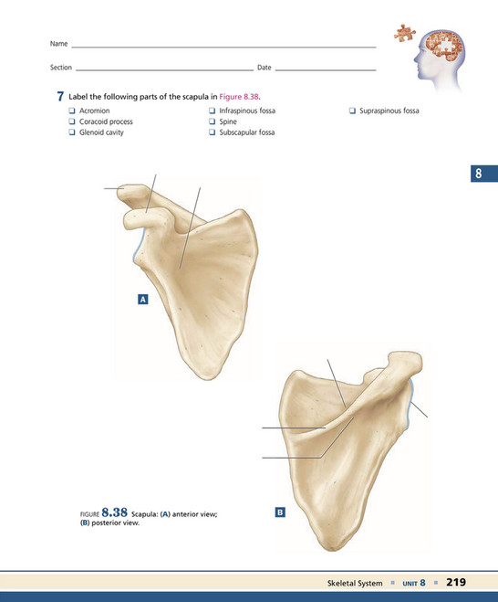 Subscapular System My publications - Exploring Anatomy & Physiology in the Laboratory 3rd ...