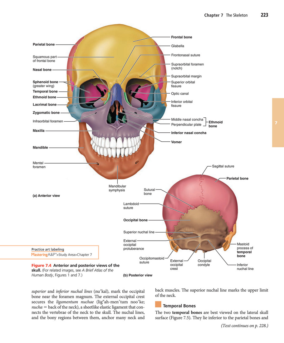 The Bones of the Skull  Human Anatomy and Physiology Lab (BSB 141
