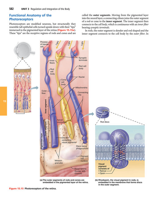 My publications - Elaine N. Marieb, Katja N. Hoehn - Human Anatomy ...