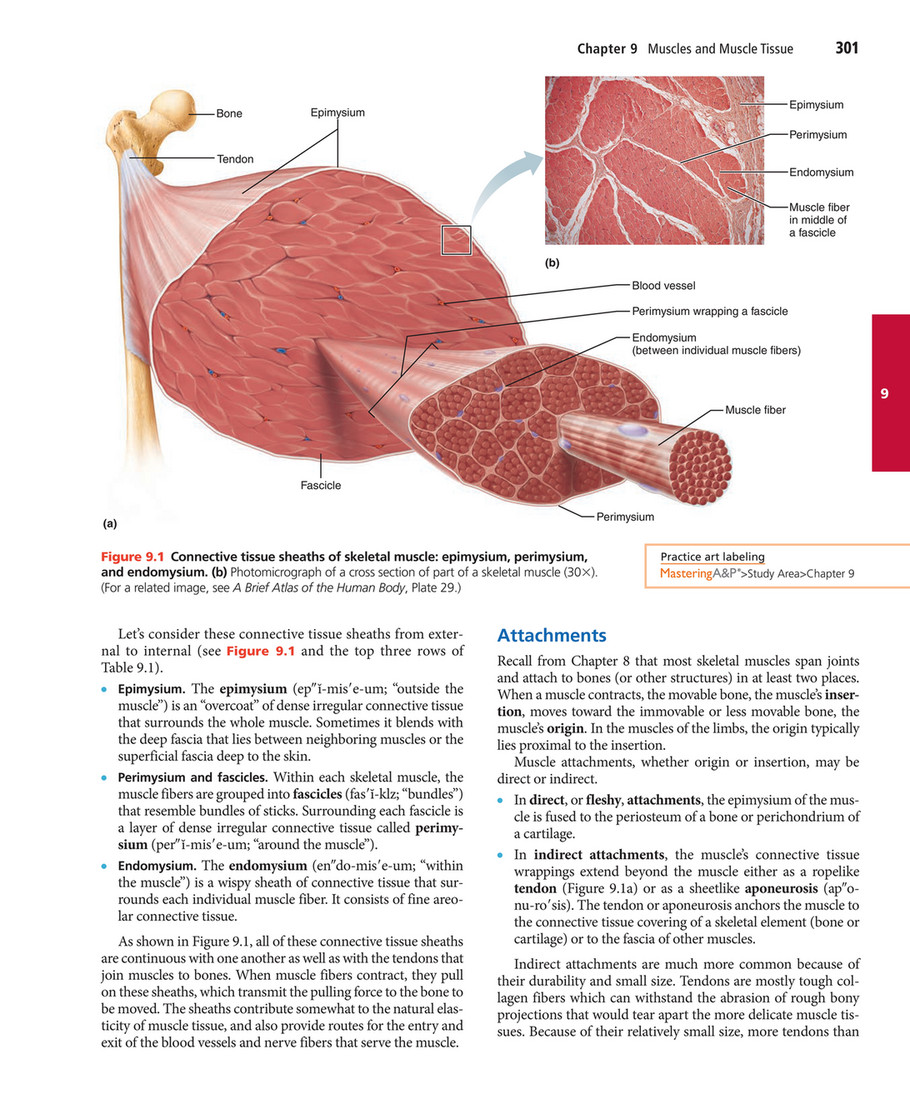 My Publications Elaine N Marieb Katja N Hoehn Human Anatomy Physiology 15 Pearson Page 313 Created With Publitas Com