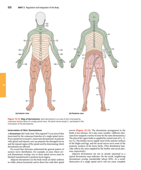 T8 Innervation My publications - Elaine N. Marieb, Katja N. Hoehn - Human Anatomy ...