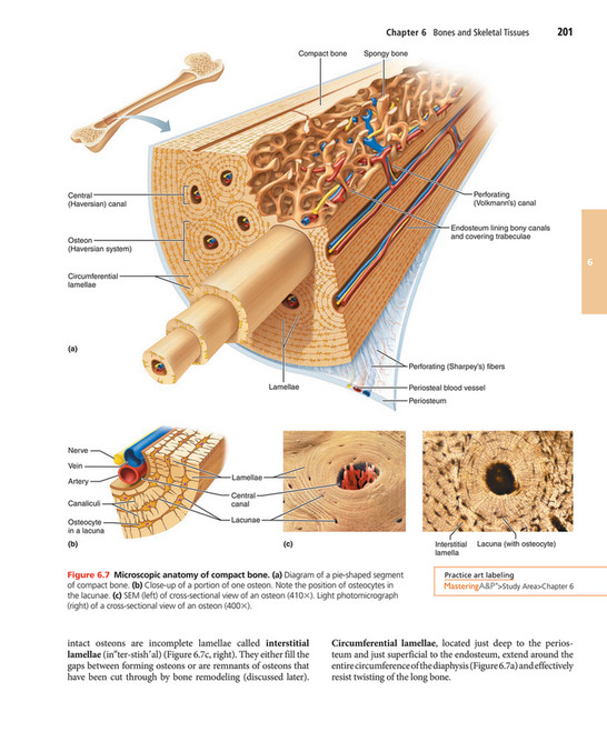 My publications - Elaine N. Marieb, Katja N. Hoehn - Human Anatomy ...
