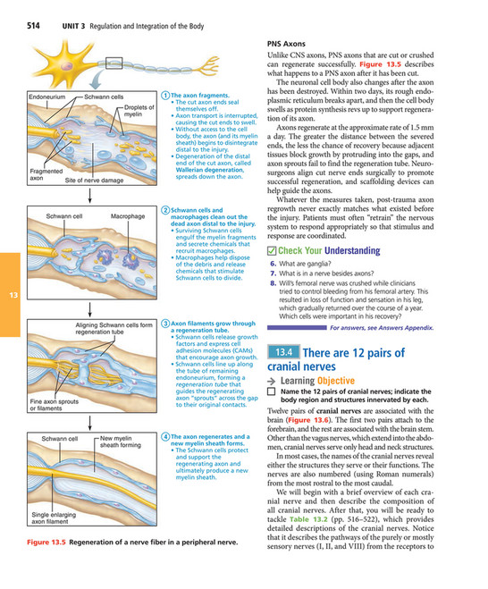 My publications - Elaine N. Marieb, Katja N. Hoehn - Human Anatomy ...