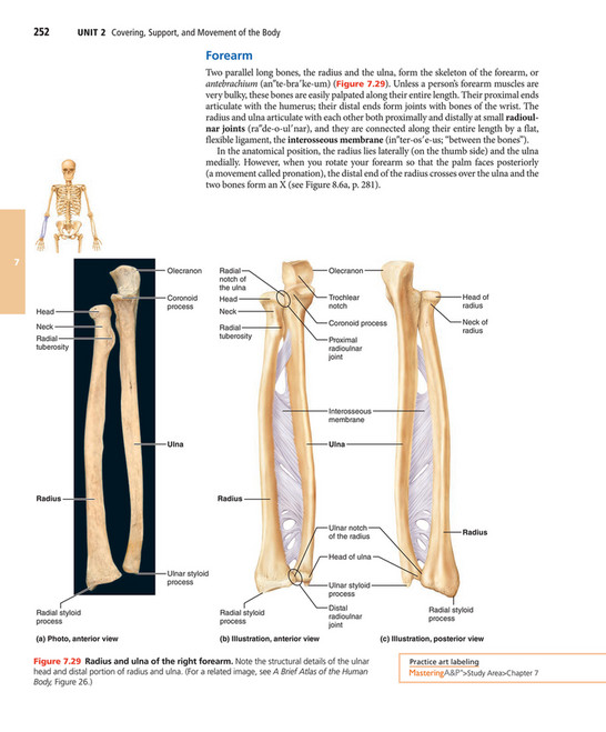 Parallel Medium Bone My publications - Elaine N. Marieb, Katja N. Hoehn - Human Anatomy ...