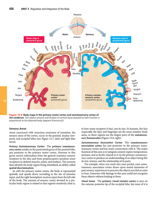 My publications - Elaine N. Marieb, Katja N. Hoehn - Human Anatomy ...