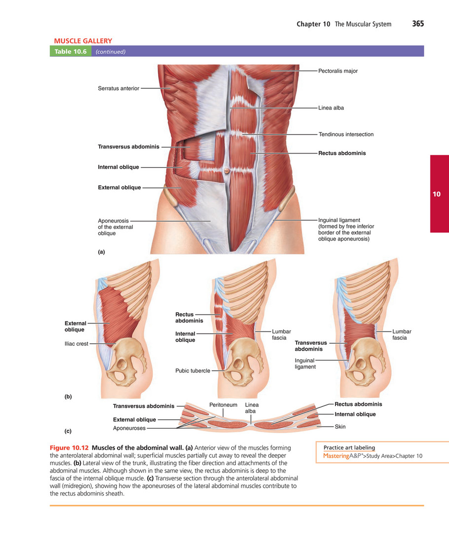 Abdominal Muscles Diagram Labeled