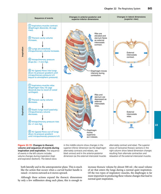 My publications - Elaine N. Marieb, Katja N. Hoehn - Human Anatomy ...
