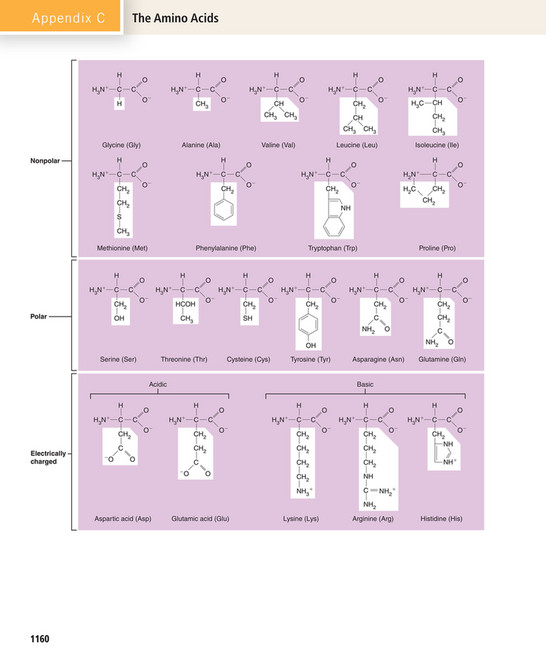 Lab Hoh My publications - Elaine N. Marieb, Katja N. Hoehn - Human Anatomy ...