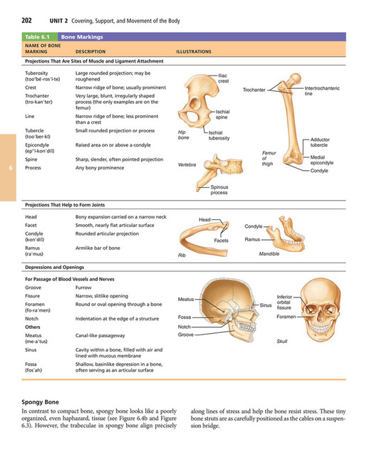 Process Bony Prominence My publications - Elaine N. Marieb, Katja N. Hoehn - Human Anatomy ...
