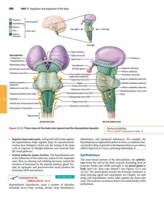 My publications - Elaine N. Marieb, Katja N. Hoehn - Human Anatomy ...