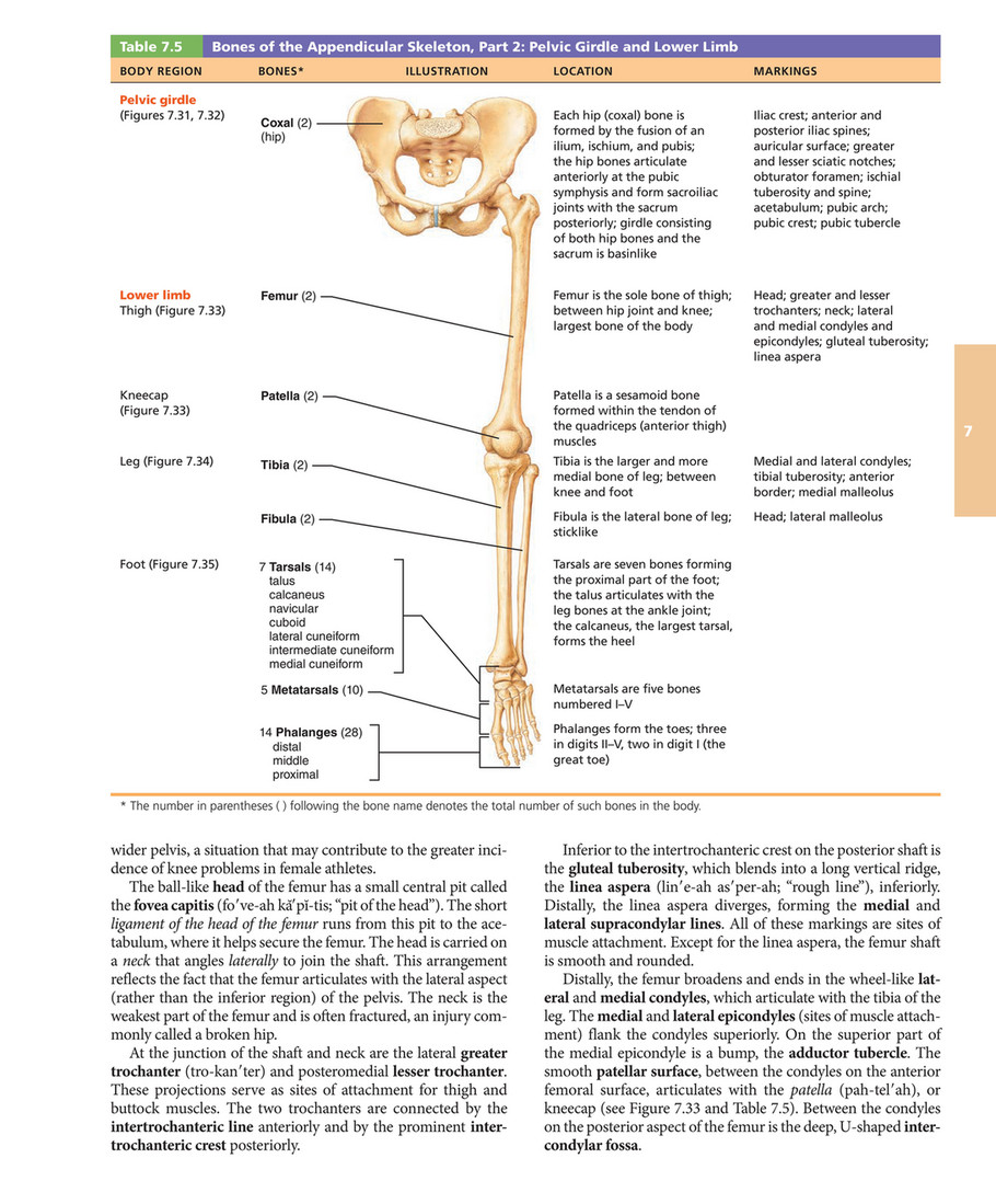 Anatomy and Physiology: Pelvic Girdle Diagram