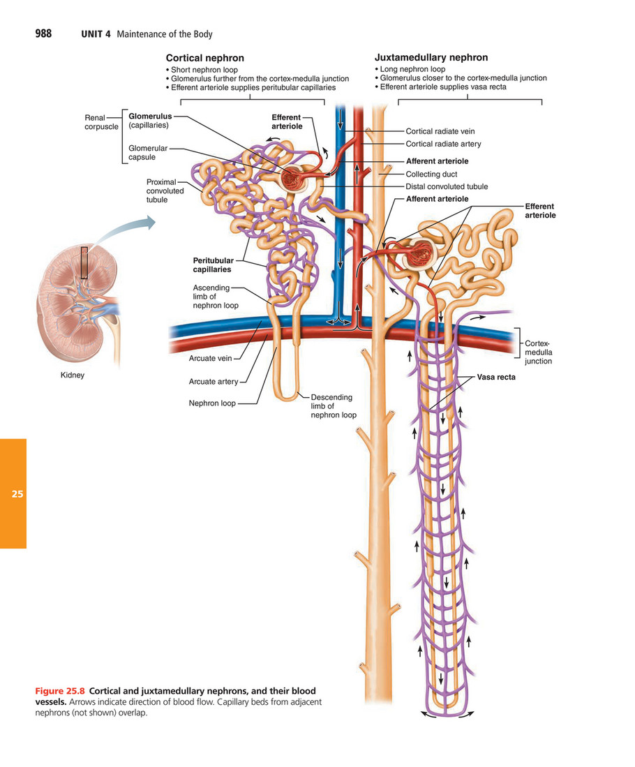 cortical radiate artery