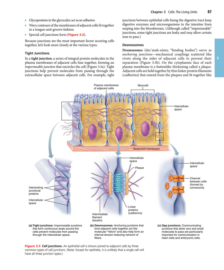 Cell Junctions 3 Types