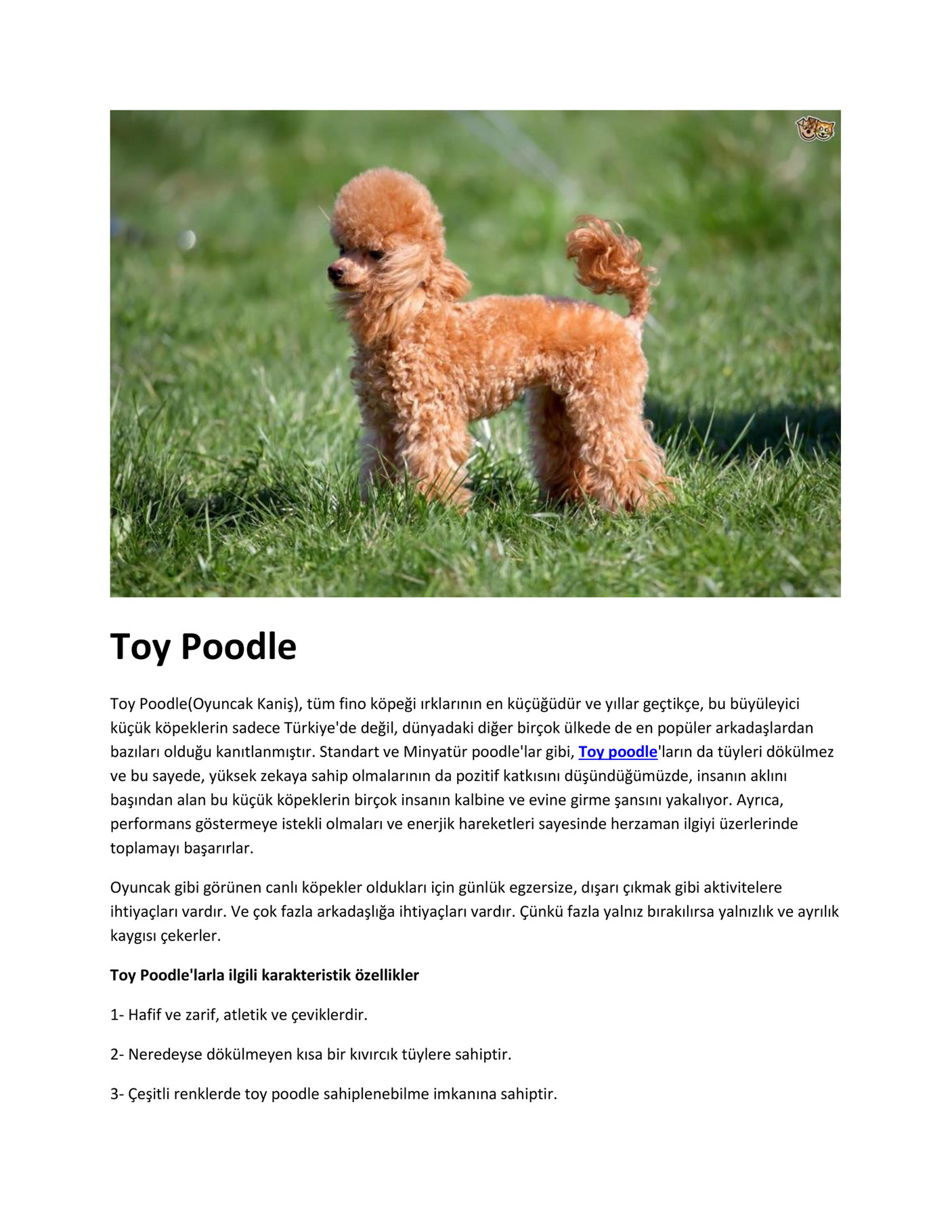 Your Guide To Affordable Toy Poodles In Ohio - 5zlkxob