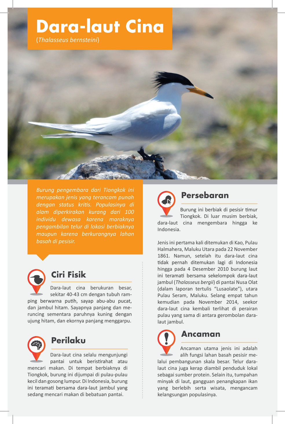 Publication Dara Laut Cina Chinese Crested Tern Page 1 Publication Dara Laut Cina Chinese Crested Tern Page 1