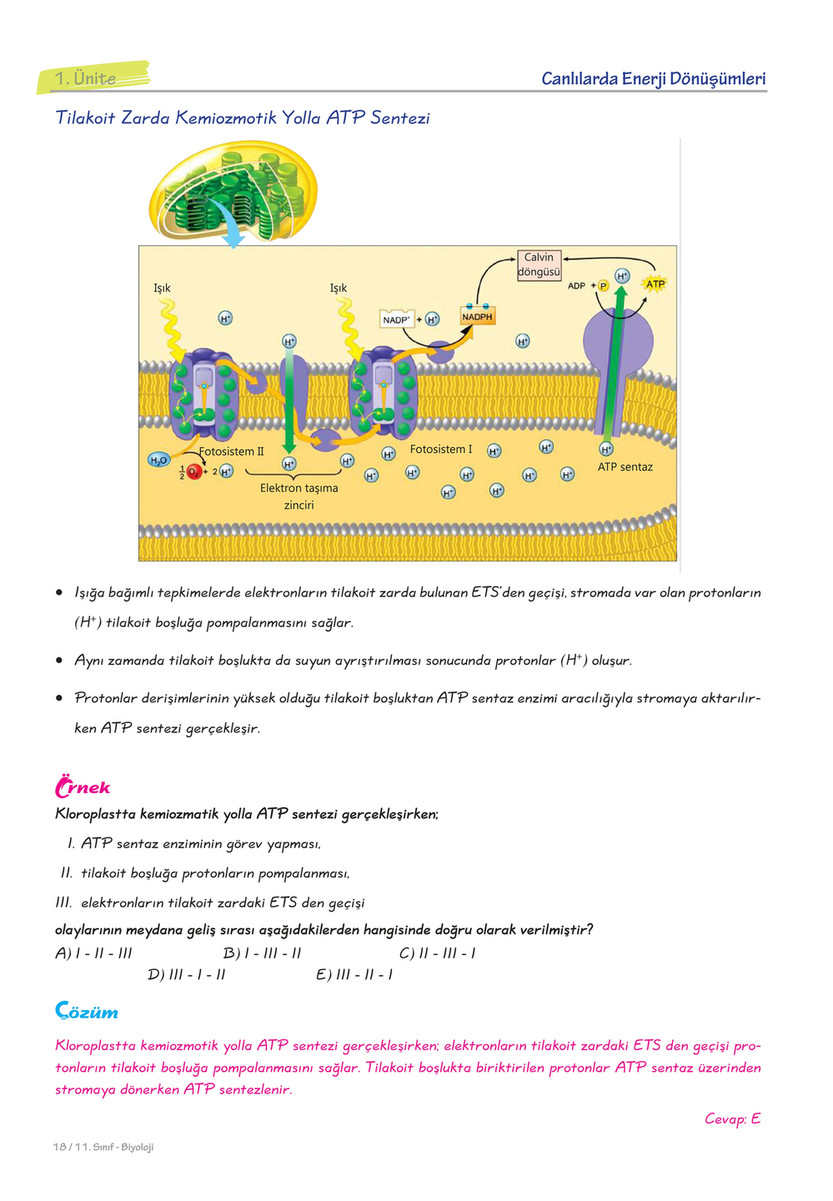 Senabil 11 Sinif Biyoloji Akilli Defter Page 18 19 Created With Publitas Com