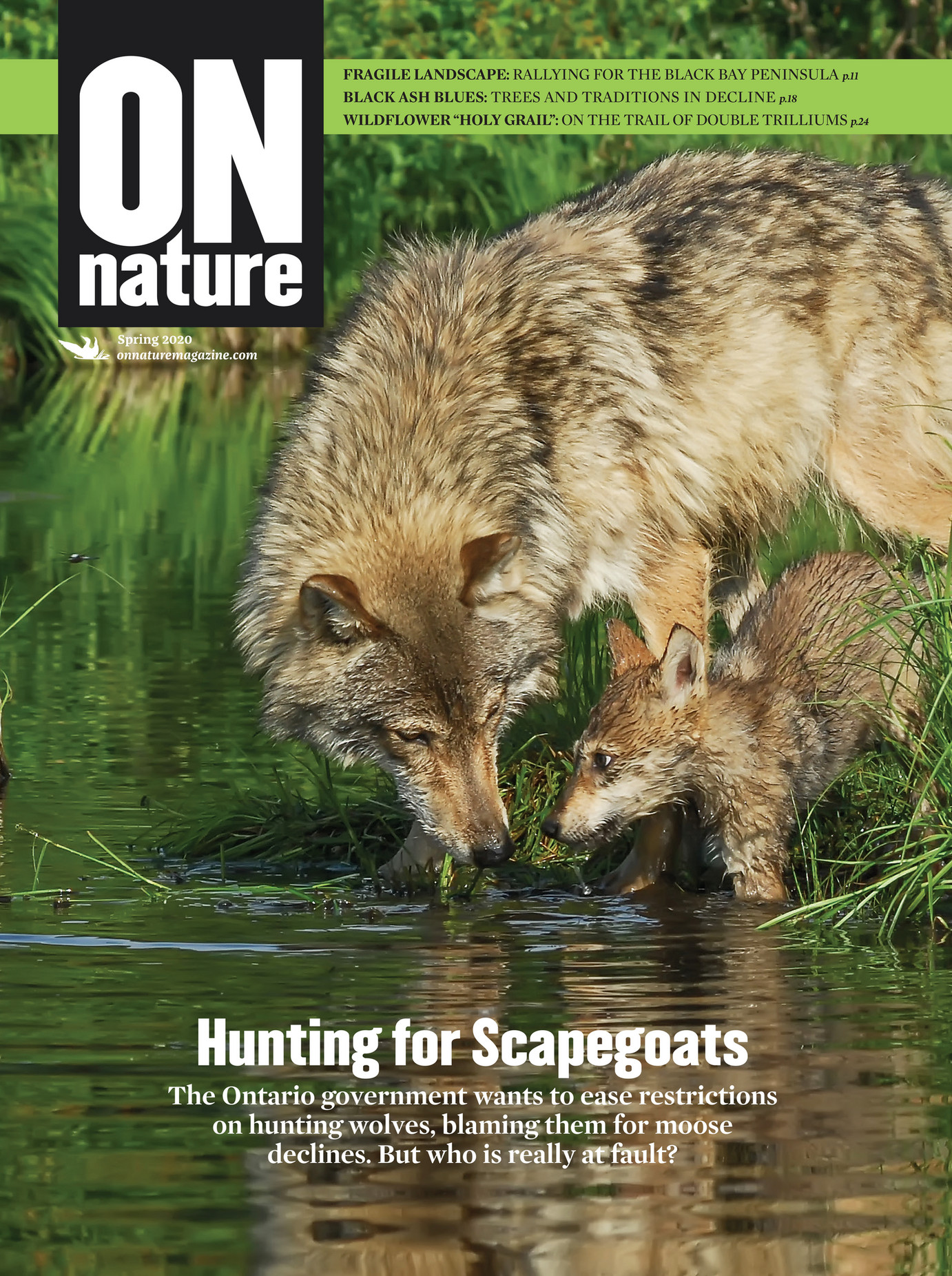 Spring 2020 - ON Nature Magazine - Page 16-17