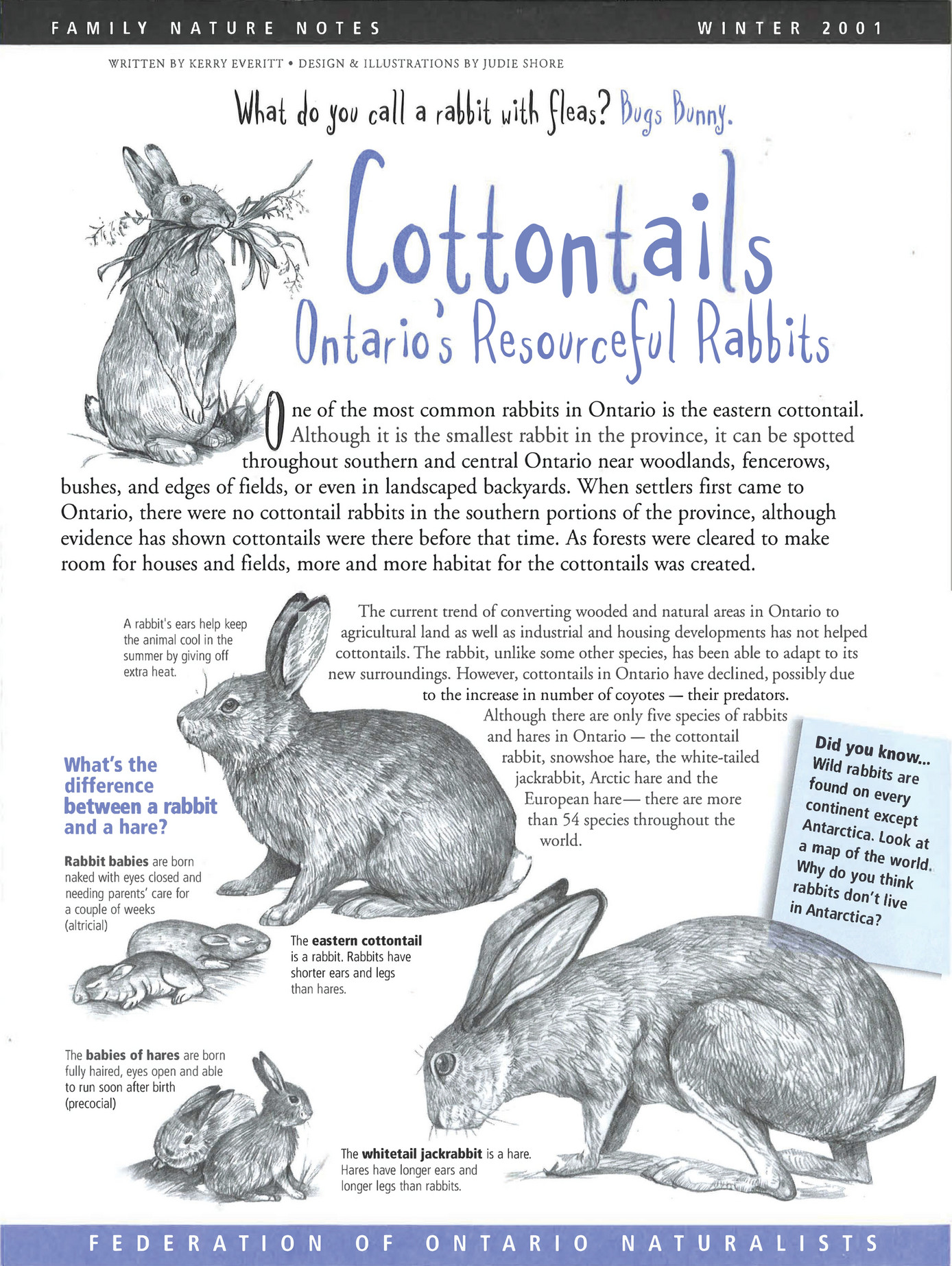 Cottontails Nature Notes - Page 1