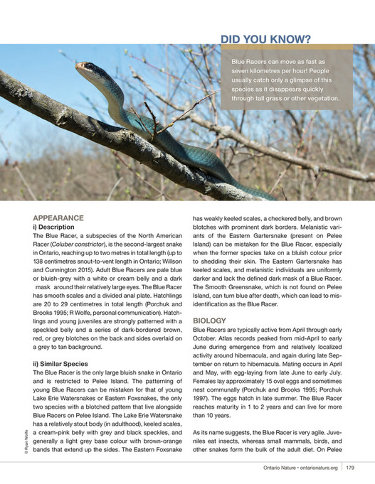 Ontario Reptile and Amphibian Atlas Publication - Page 176-177