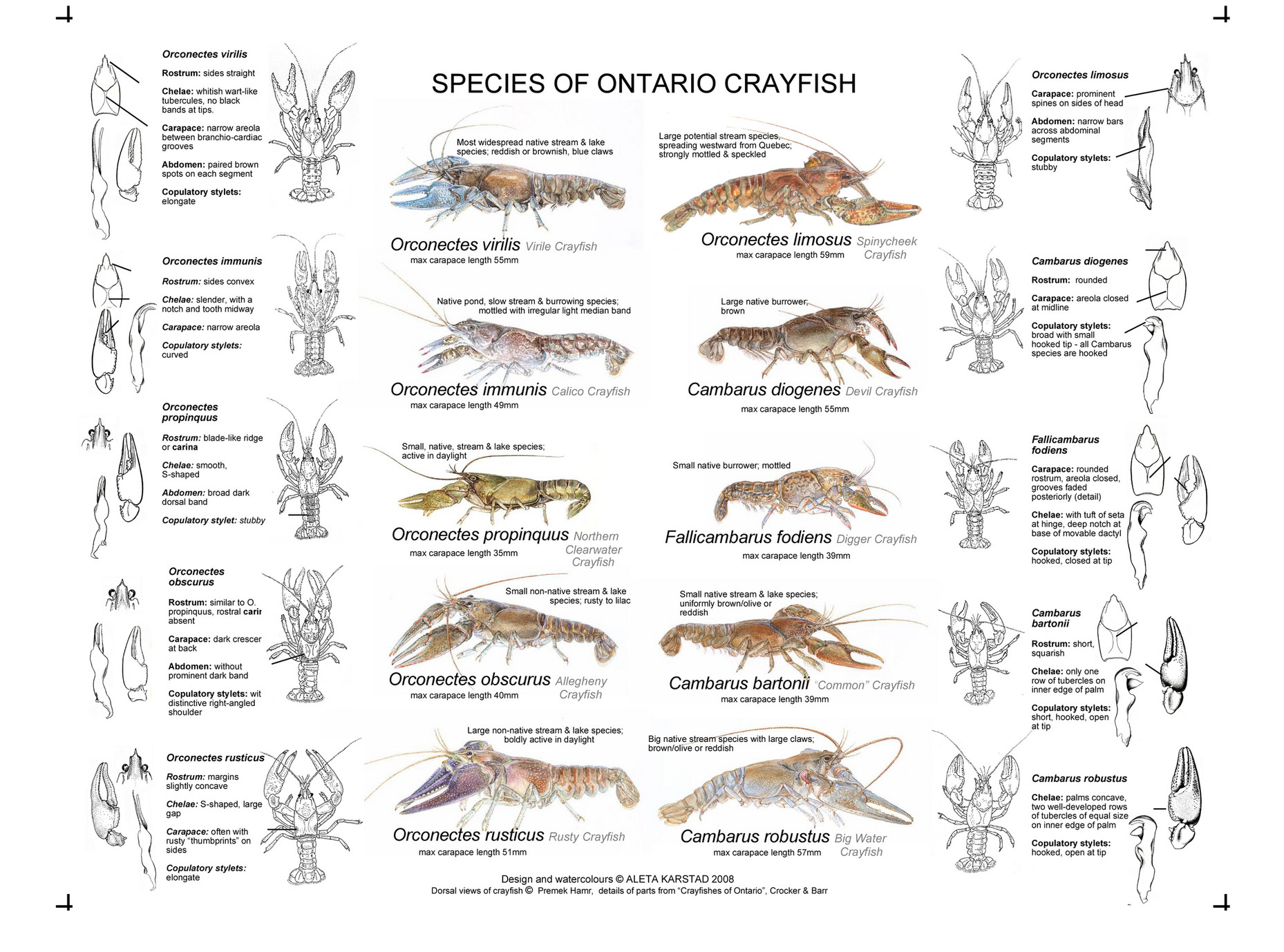 on-nature-magazine-crayfish-guide-page-1