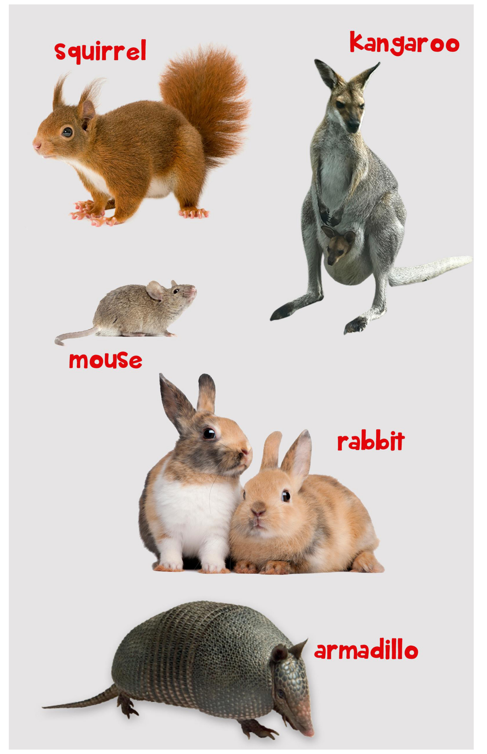 kitabook - first 100 animals - Page 8-9 - Created with
